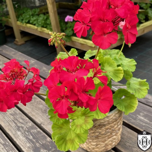 Pelargonium 'Ruby Wedding' - Pelargoon 'Ruby Wedding' P9/0,55L